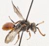 Nomada fabriciana